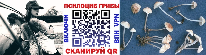 где купить наркоту  Ефремов  Галлюциногенные грибы Cubensis 